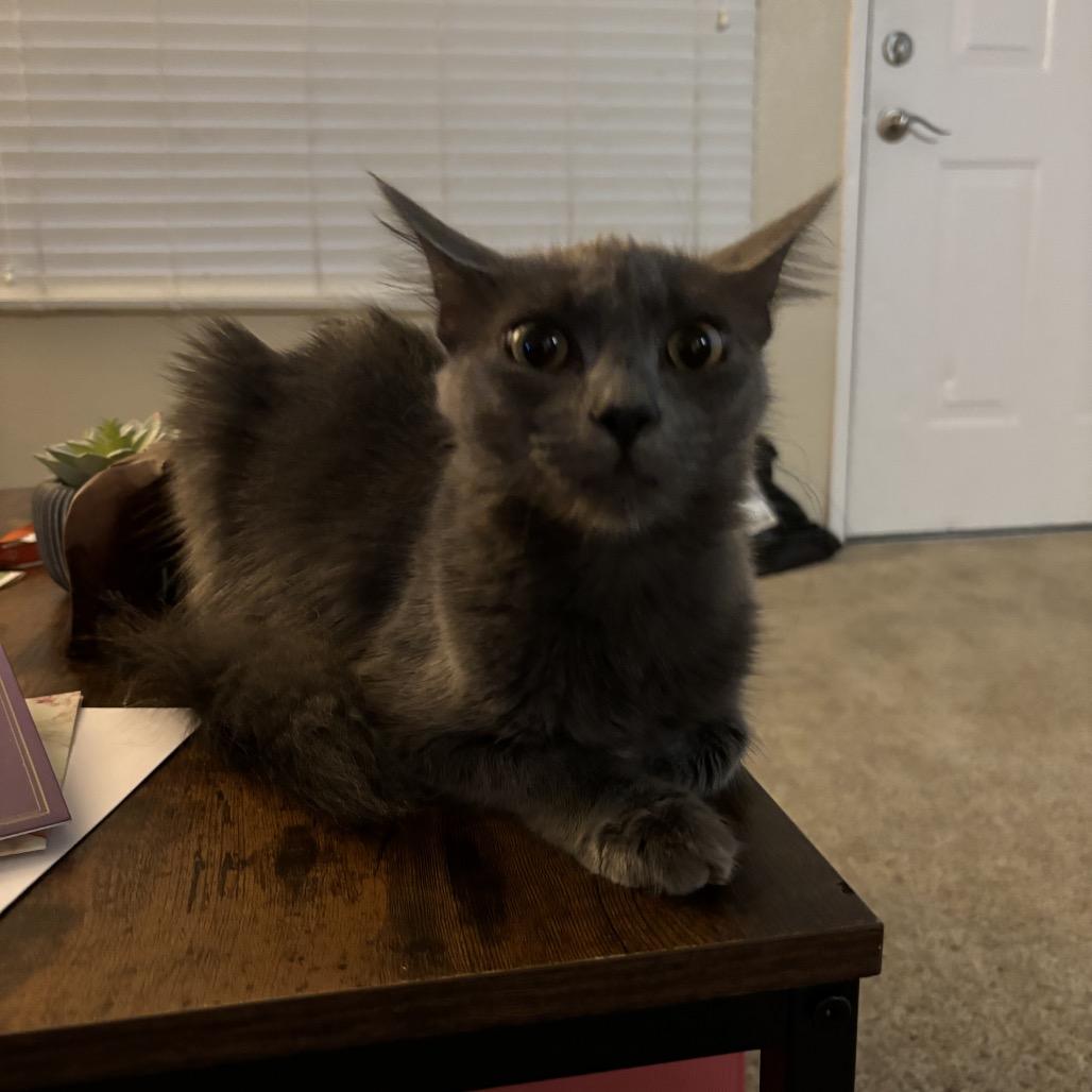 Sylvia, a Adoptable Domestic Long Hair in Phoenix, AZ image 5/6