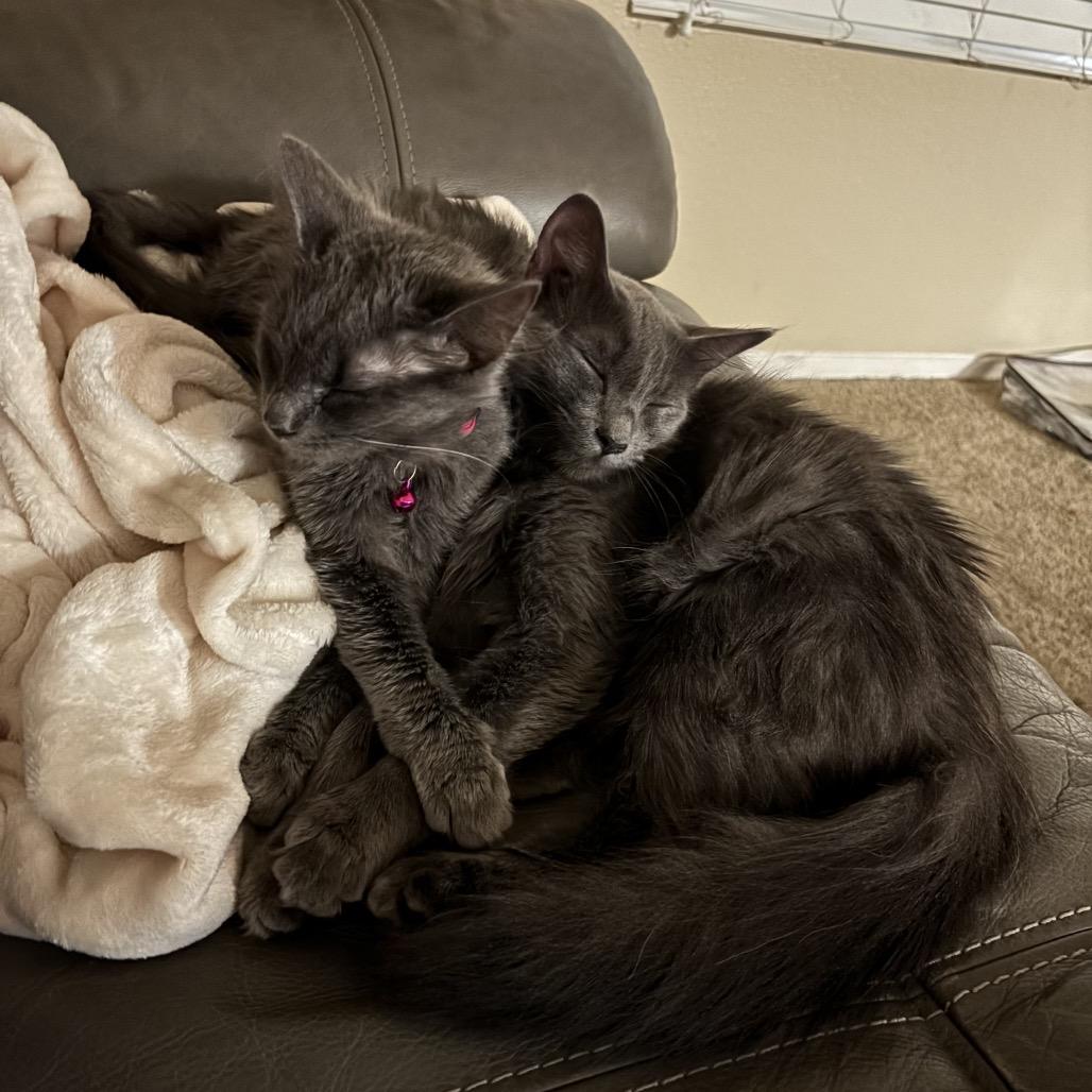 Sylvia, a Adoptable Domestic Long Hair in Phoenix, AZ image 6/6