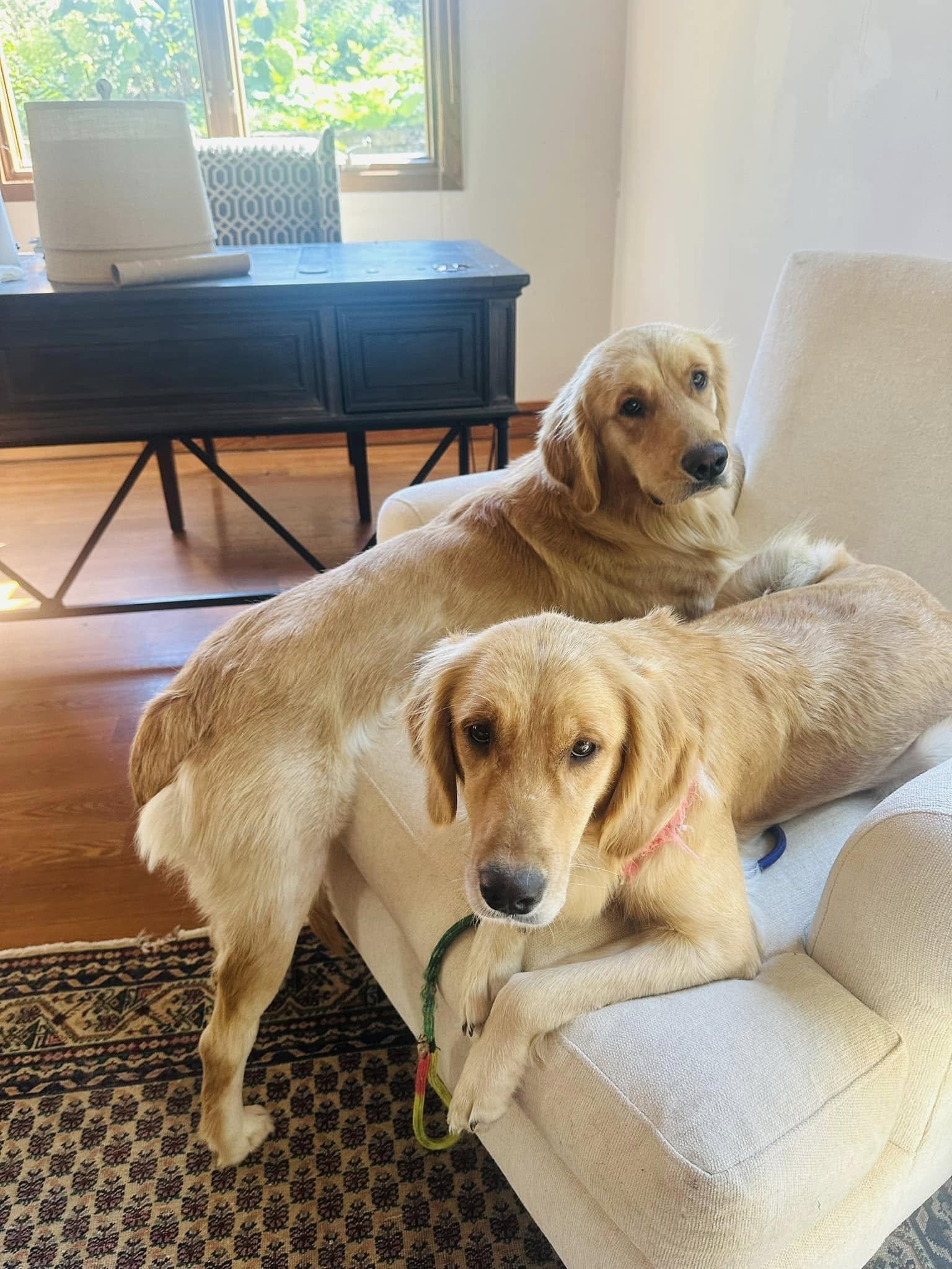 Lucy, an adopted Golden Retriever in Oregon, WI image 4/5