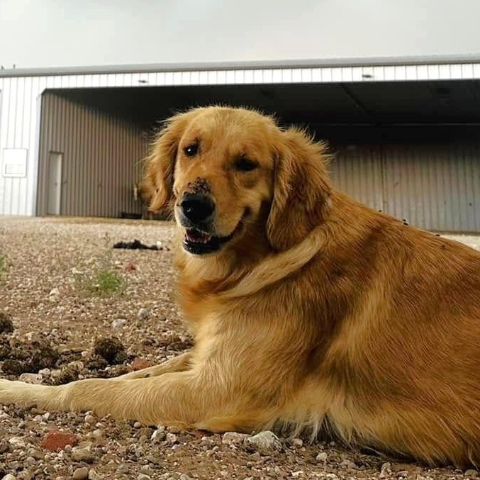 Lucy, ADOPTABLE, Adult Female Golden Retriever.