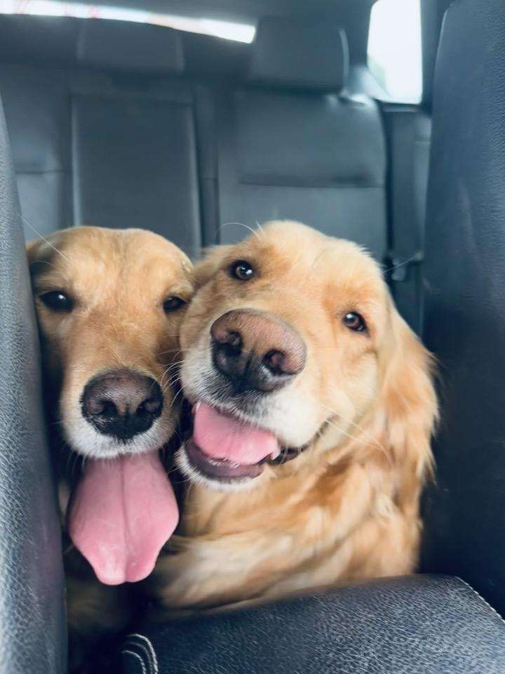 Lucy, an adopted Golden Retriever in Oregon, WI image 3/5