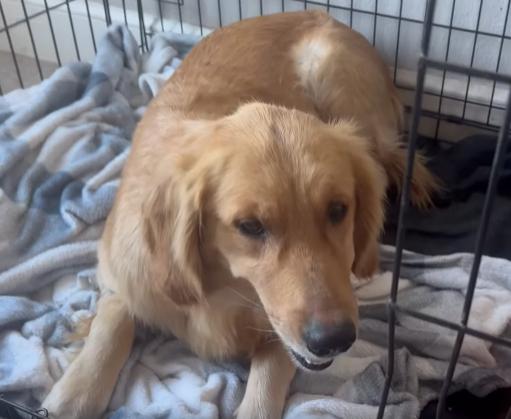 Lucy, an adopted Golden Retriever in Oregon, WI image 5/5
