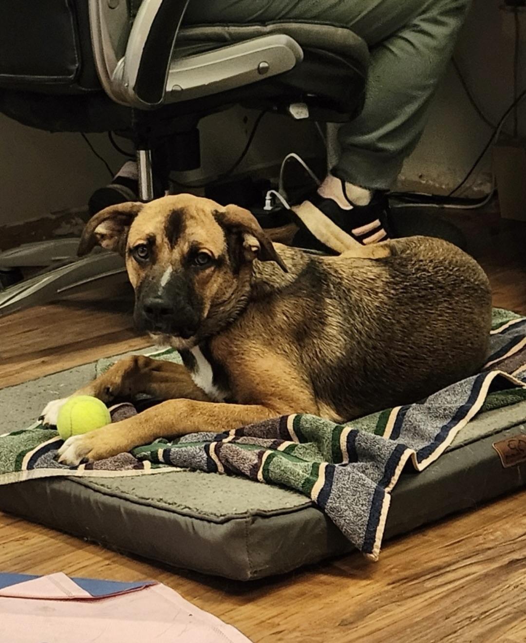 Fallon Shepherd Dog