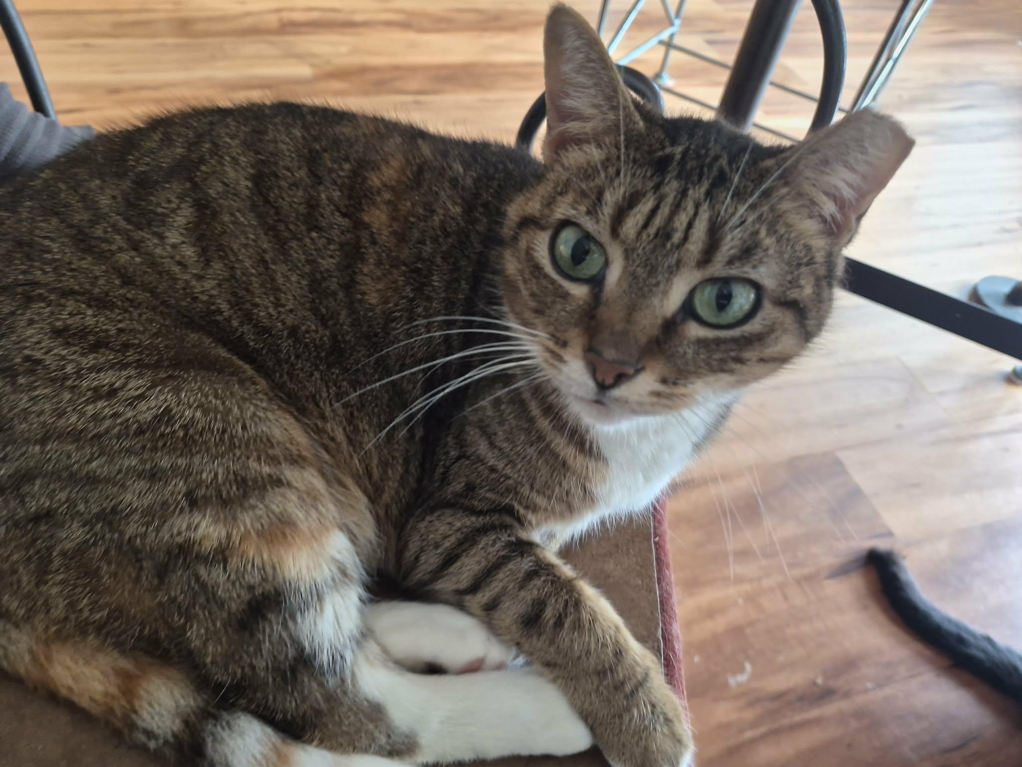 Candy, a Adoptable Domestic Short Hair in North Myrtle Beach, SC image 1/5