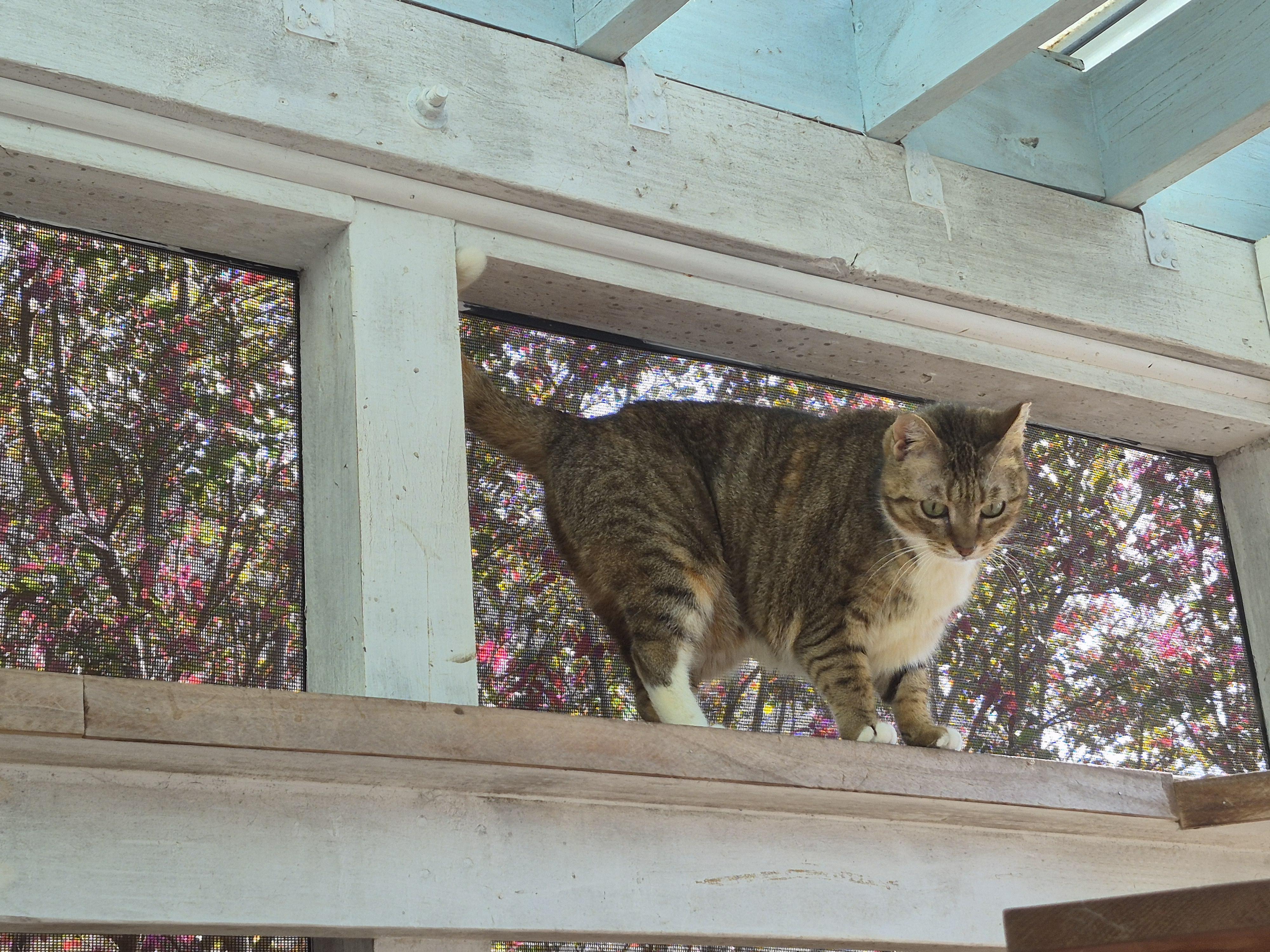Candy, a Adoptable Domestic Short Hair in North Myrtle Beach, SC image 2/5