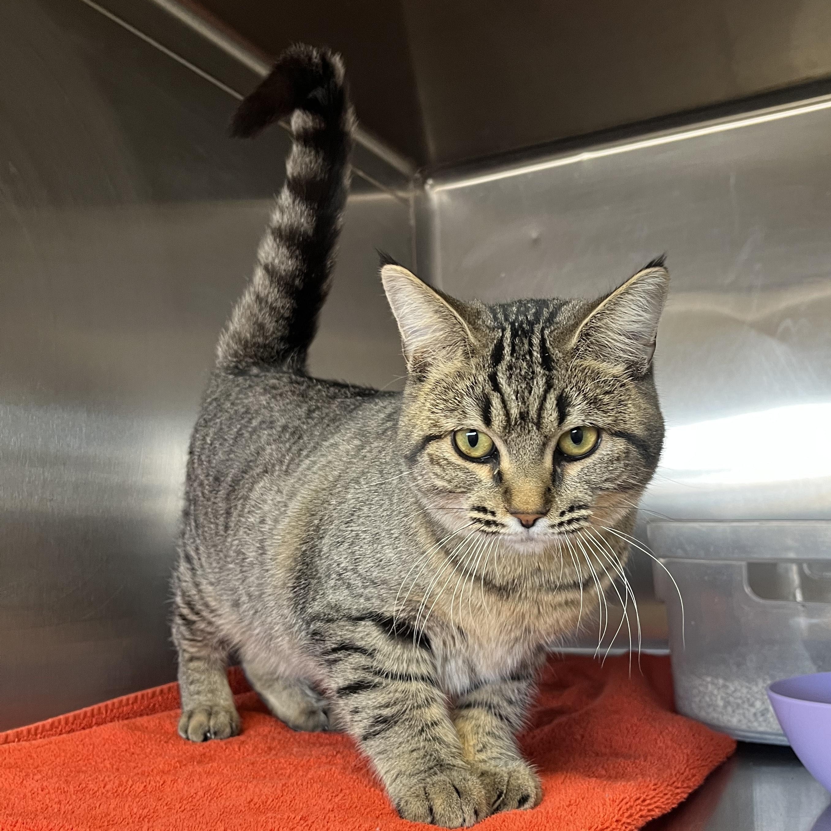 Enlarge BIRDIE, a ADOPTABLE Domestic Short Hair in Washington, UT image 1/1