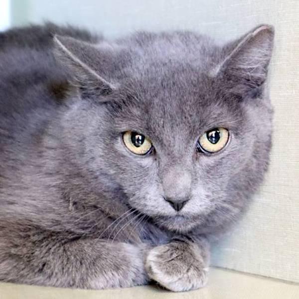 Diego, Adoptable, Kitten Female Domestic Short Hair.