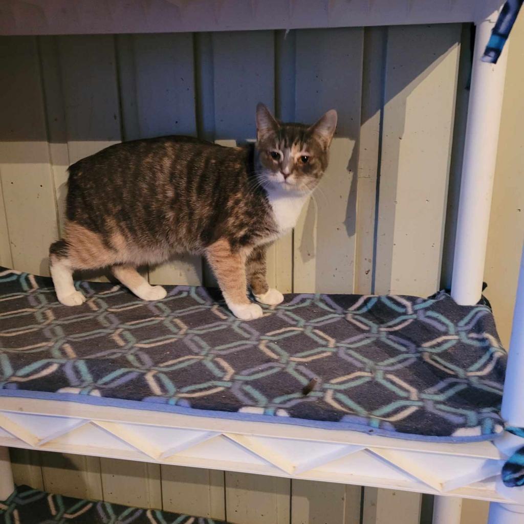 Enlarge Ember, a Adoptable mixed breed in Liberty, IN image 1/1