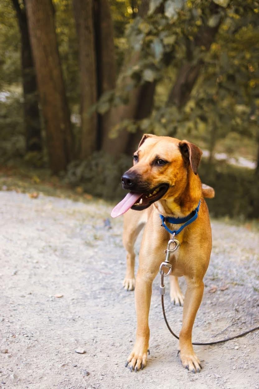 Enlarge Copper, an adoptable mixed breed in Grafton, WV image 2/5