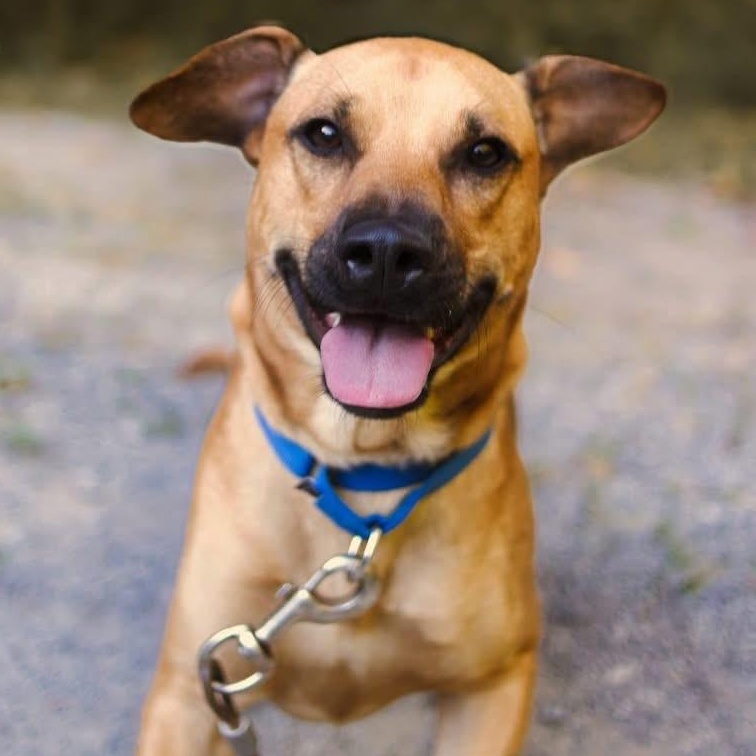 Enlarge Copper, an adoptable mixed breed in Grafton, WV image 1/5