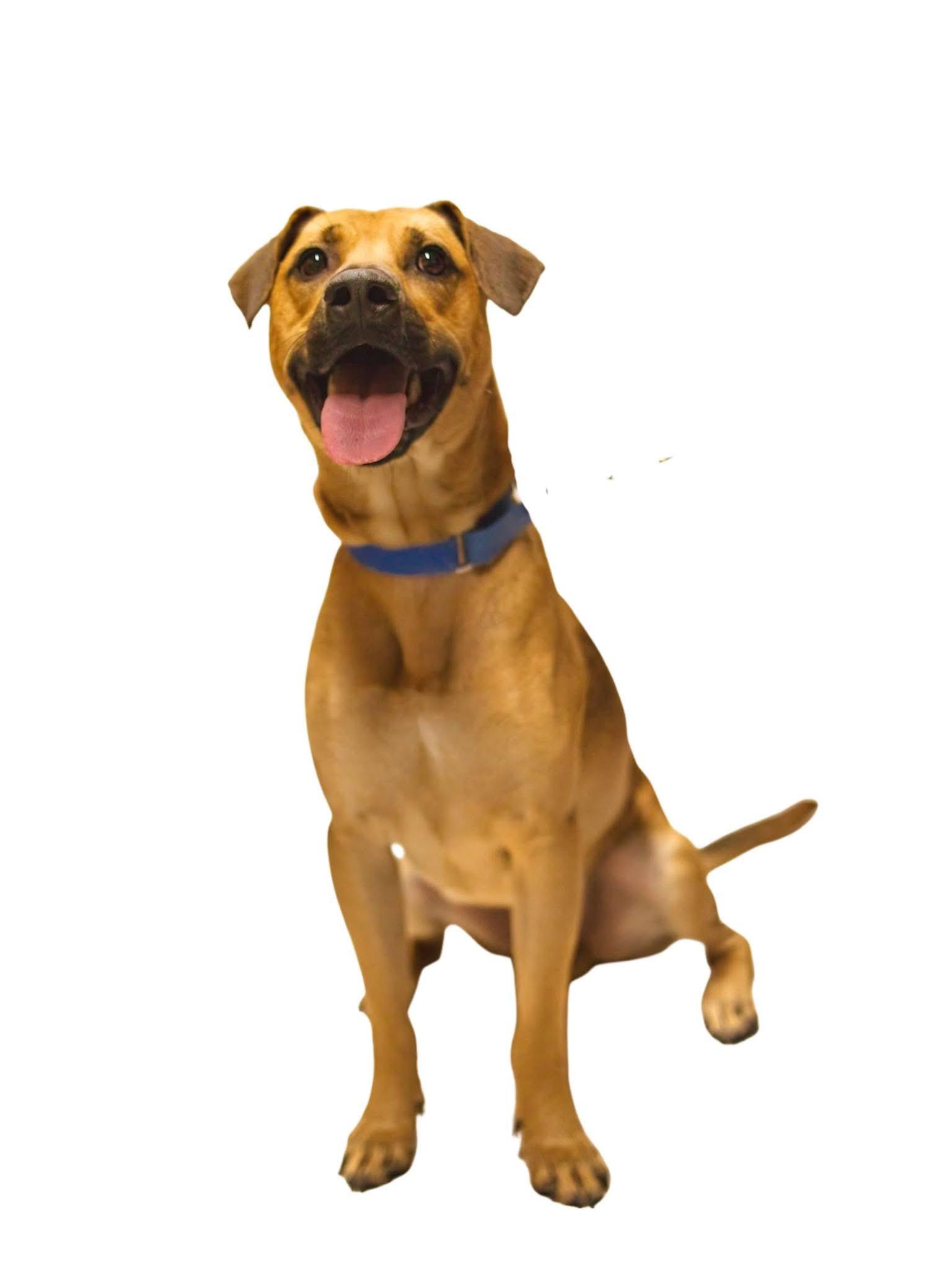 Enlarge Copper, an adoptable mixed breed in Grafton, WV image 4/5