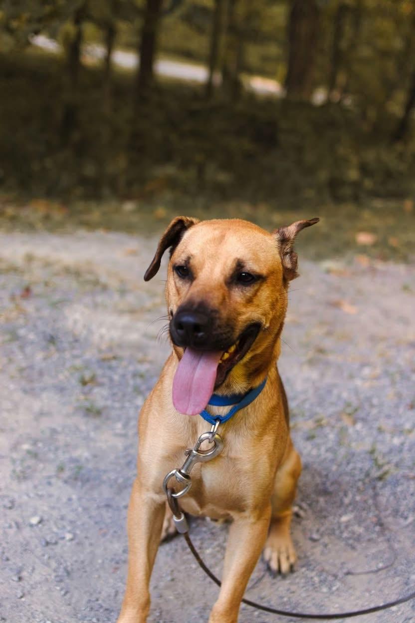 Enlarge Copper, an adoptable mixed breed in Grafton, WV image 5/5
