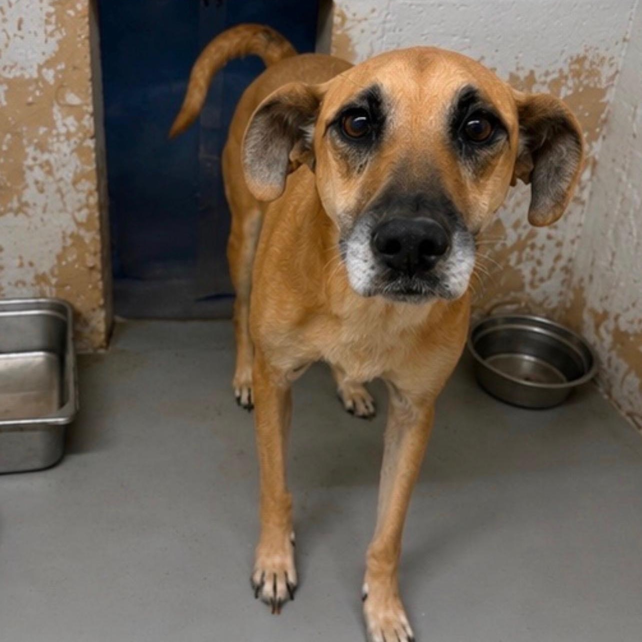 Lacy, Adoptable, Adult Female Shepherd.