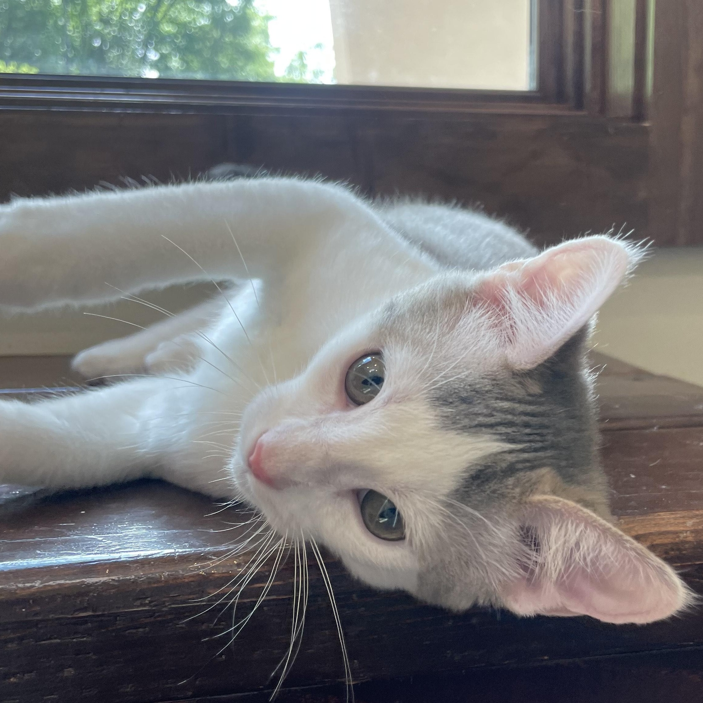 Fern, Adopted, Kitten Male Domestic Short Hair.