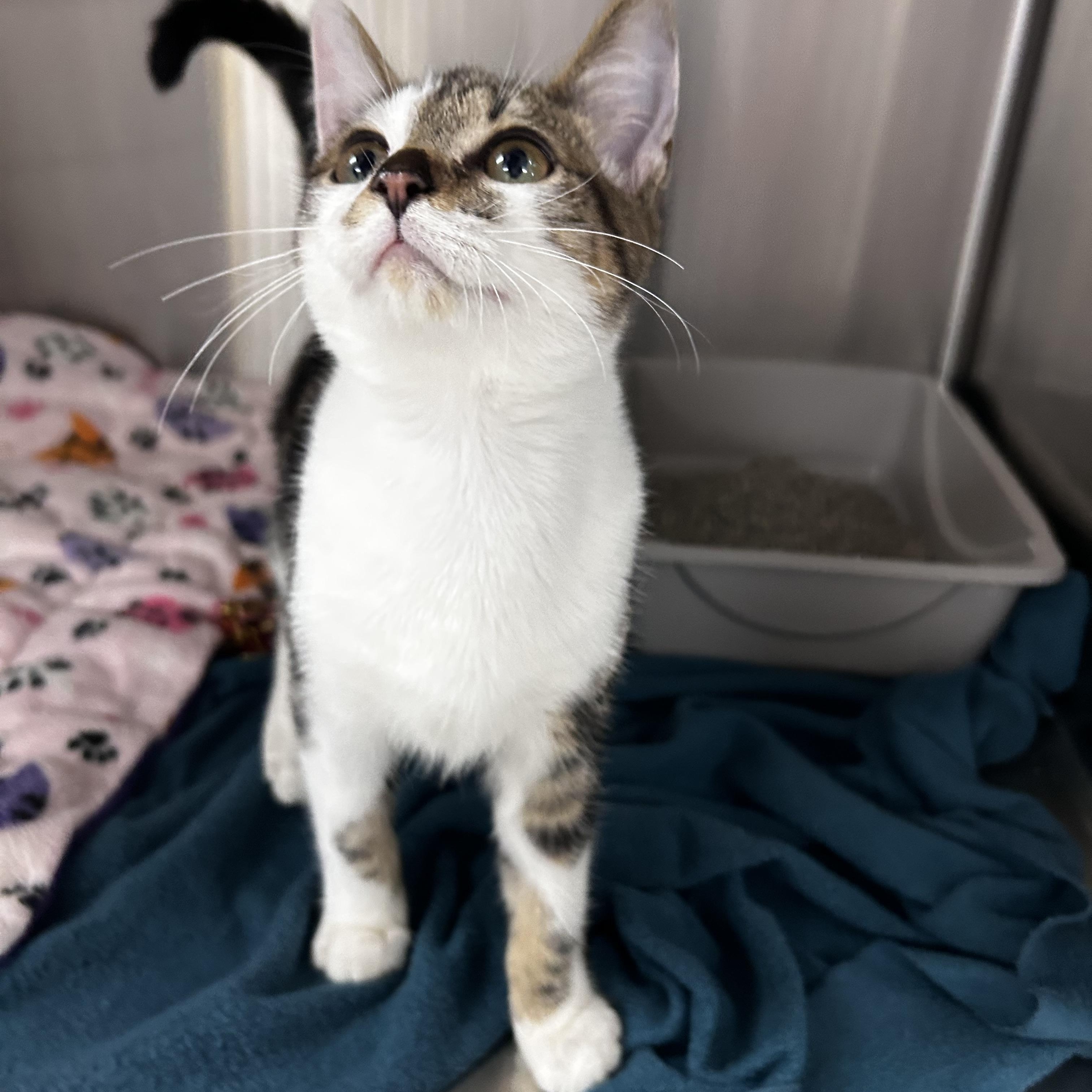 Enlarge Monkey, an adopted mixed breed in Greensboro, NC image 5/5