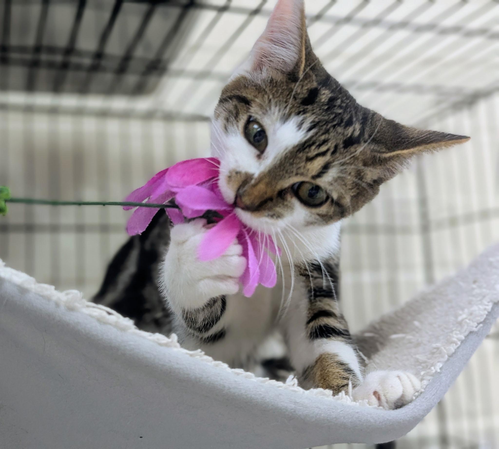 Enlarge Monkey, an adopted mixed breed in Greensboro, NC image 1/5