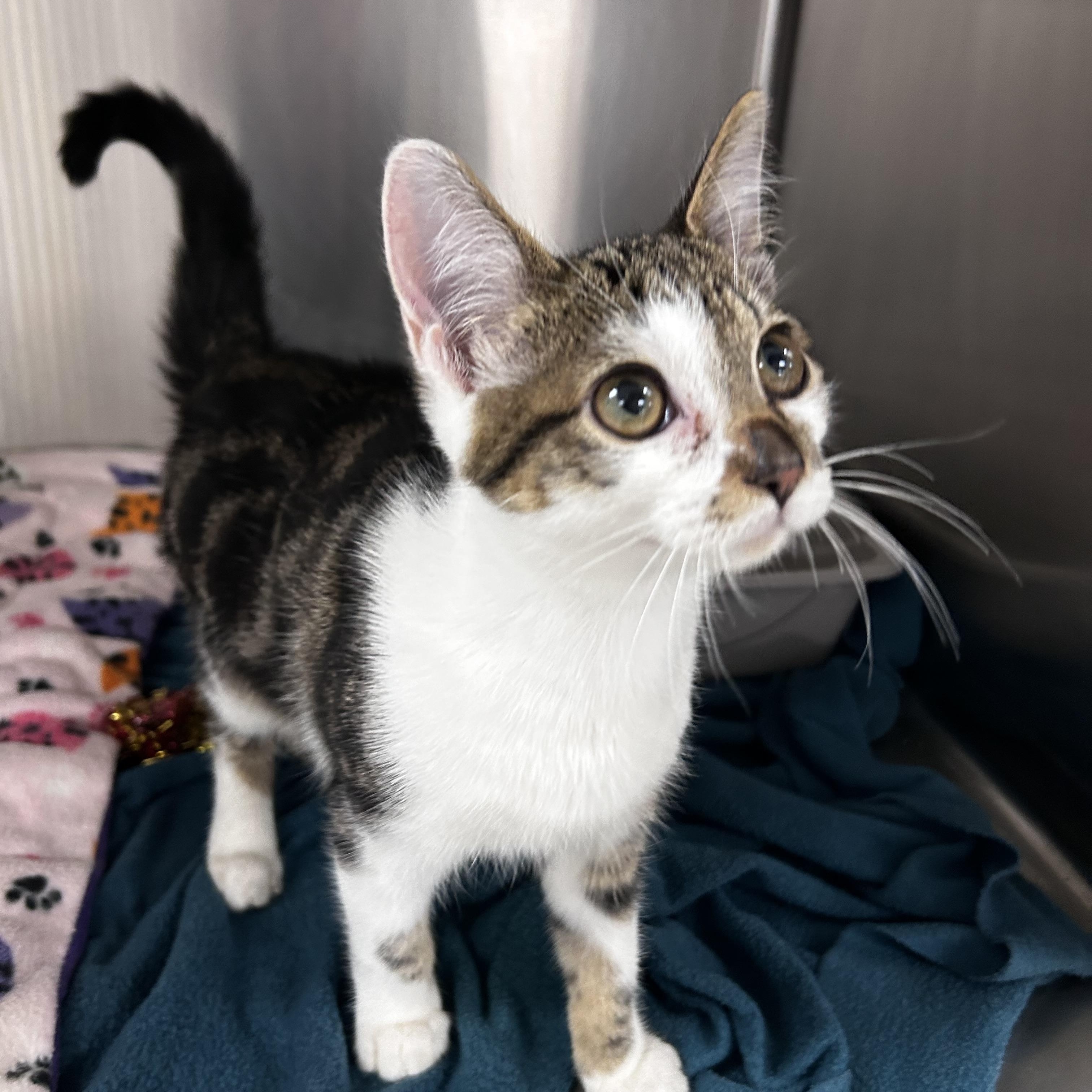 Enlarge Monkey, an adopted mixed breed in Greensboro, NC image 3/5