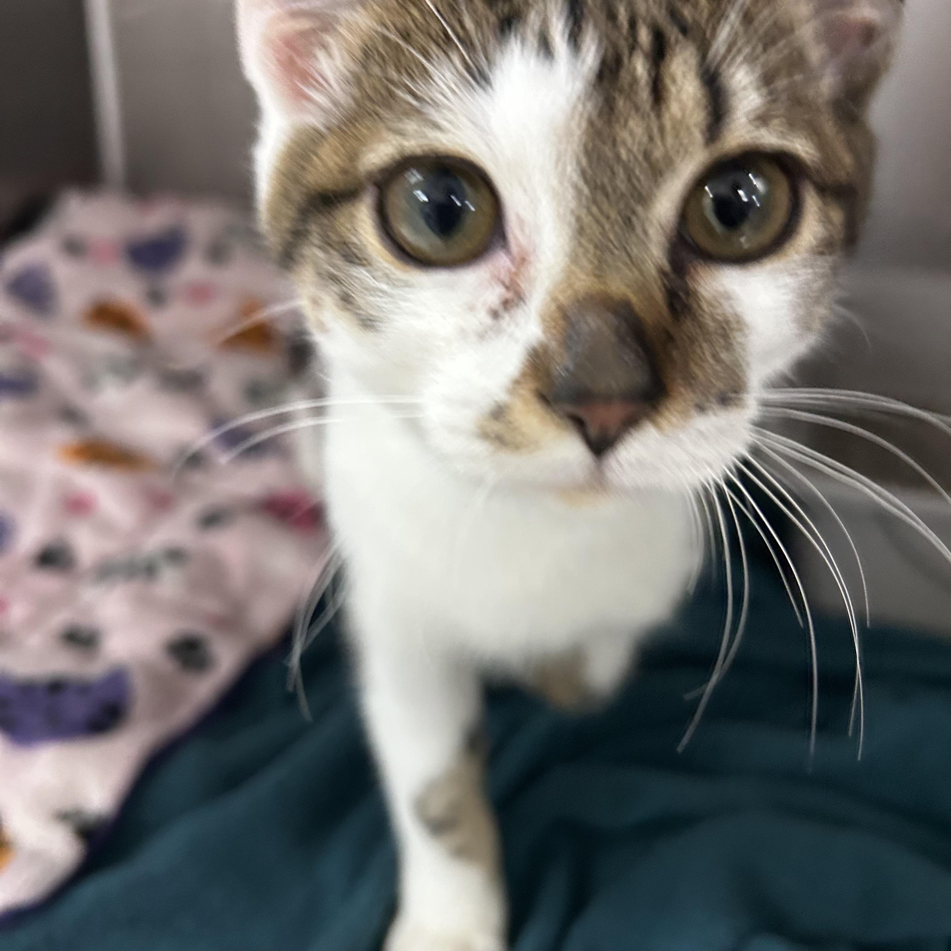 Enlarge Monkey, an adopted mixed breed in Greensboro, NC image 4/5