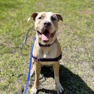 Trio, Adoptable, Adult Female Pit Bull Terrier & Mixed Breed.