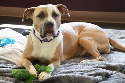 Enlarge Trio, a Adoptable mixed breed in Scotia, NY image 2/3