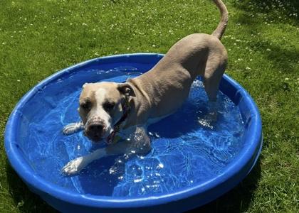 Enlarge Trio, a Adoptable mixed breed in Scotia, NY image 3/3