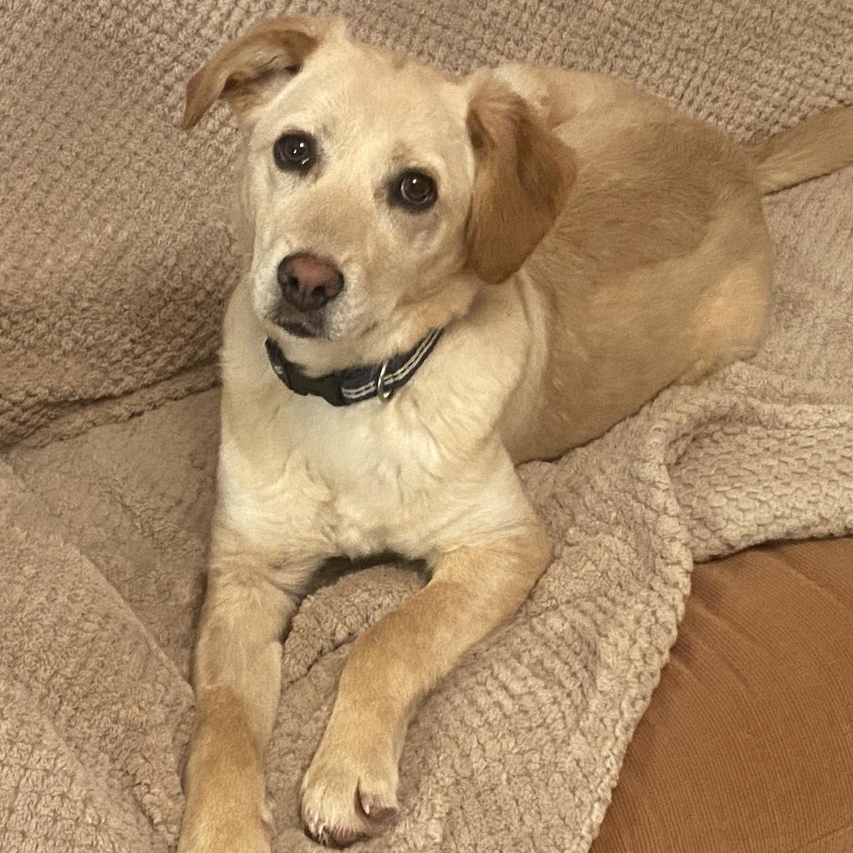 Enlarge Shera, an adopted mixed breed in Morristown, NJ image 2/6