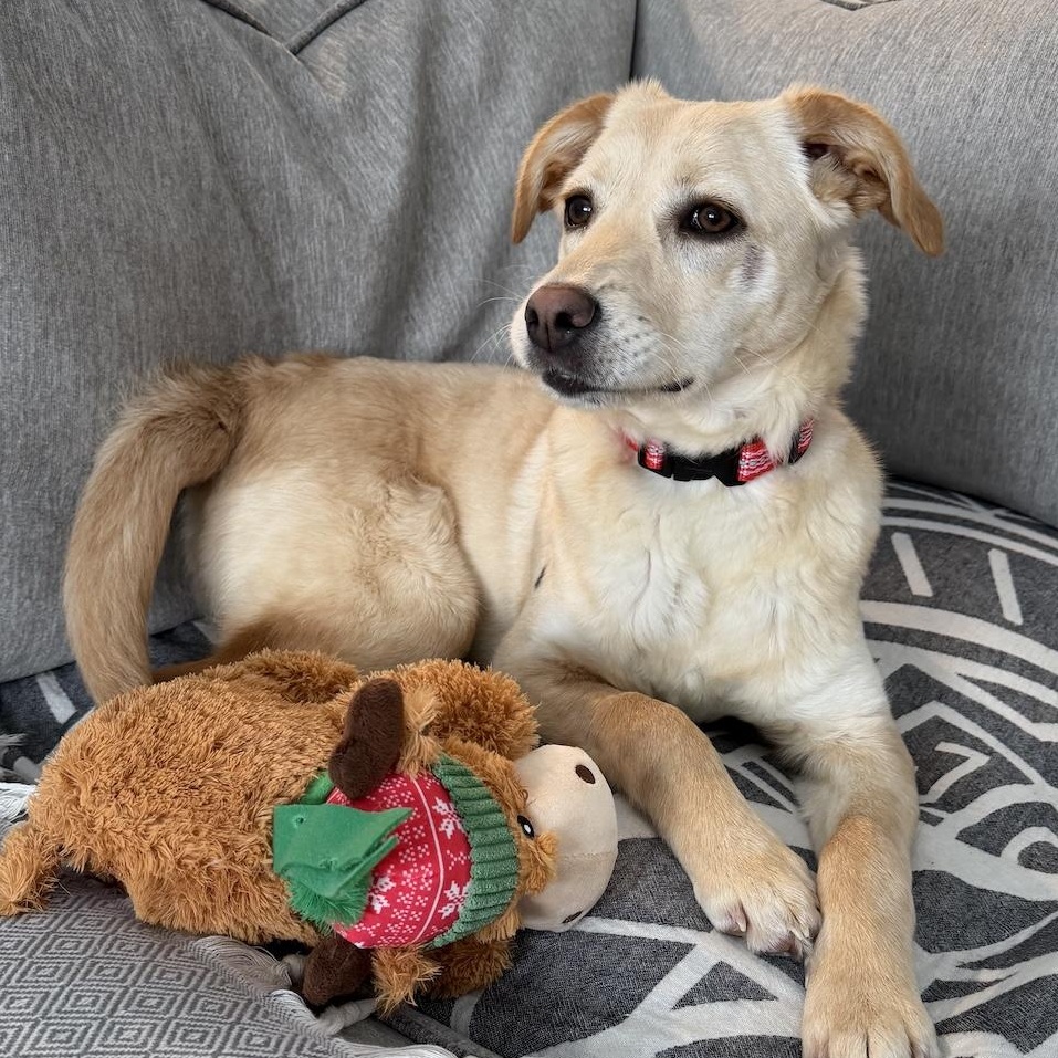 Enlarge Shera, an adopted mixed breed in Morristown, NJ image 3/6