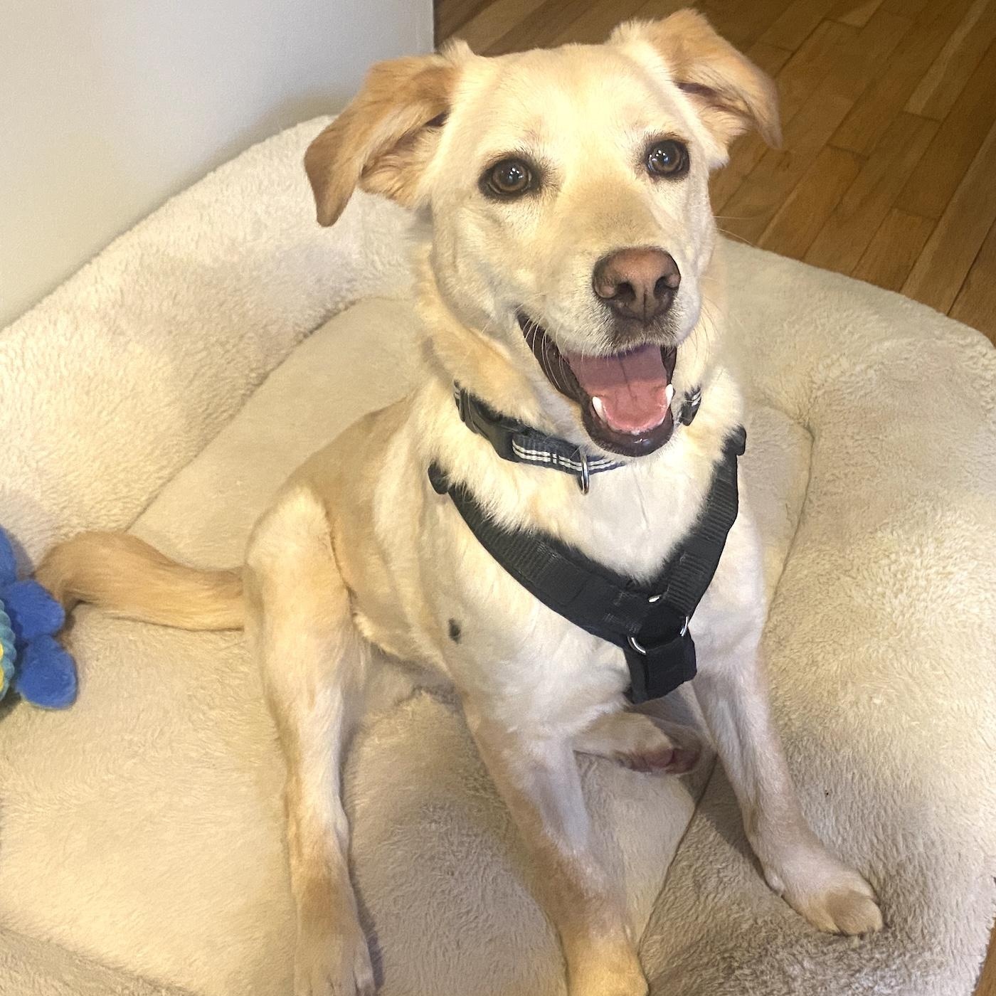 Shera, adopted, Young Female Labrador Retriever & Spaniel.