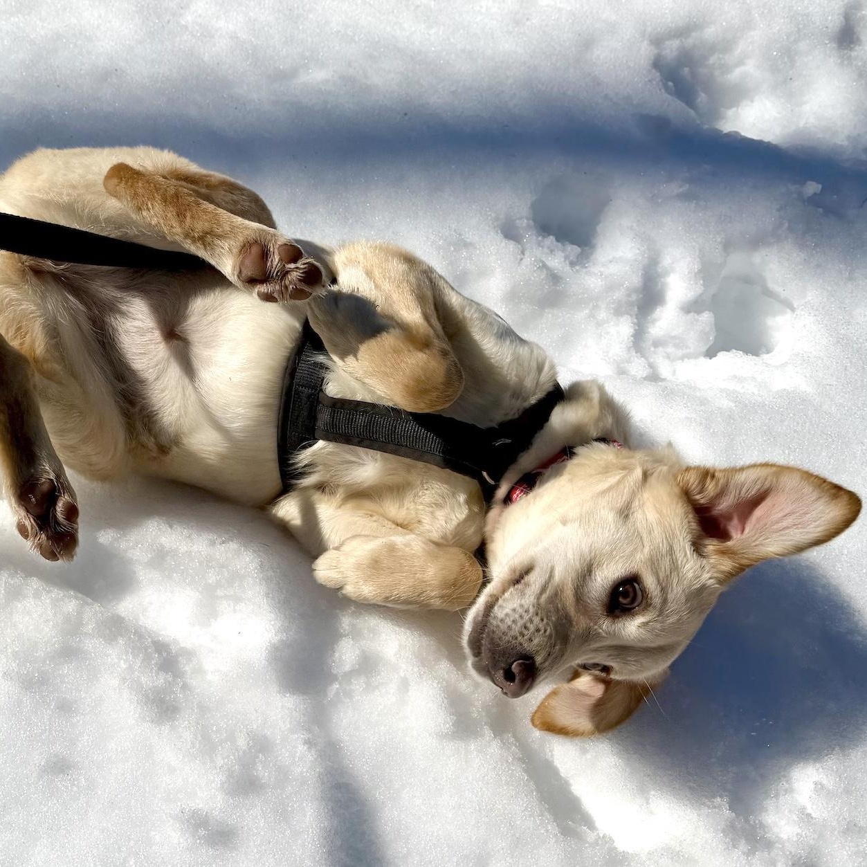 Enlarge Shera, an adopted mixed breed in Morristown, NJ image 5/6