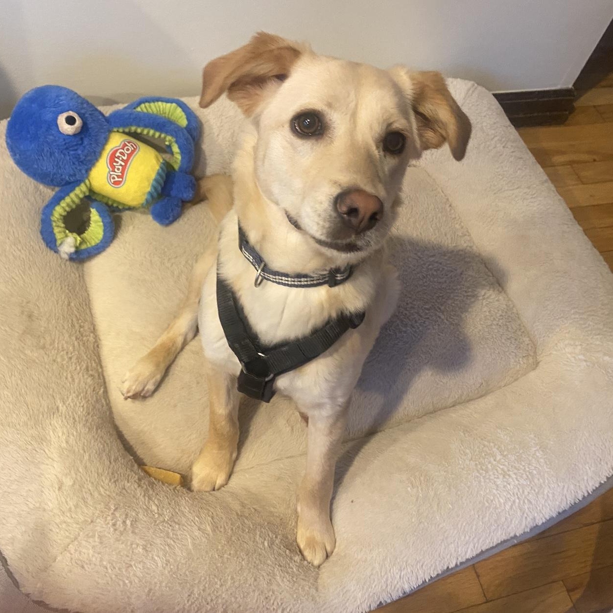 Enlarge Shera, an adopted mixed breed in Morristown, NJ image 6/6