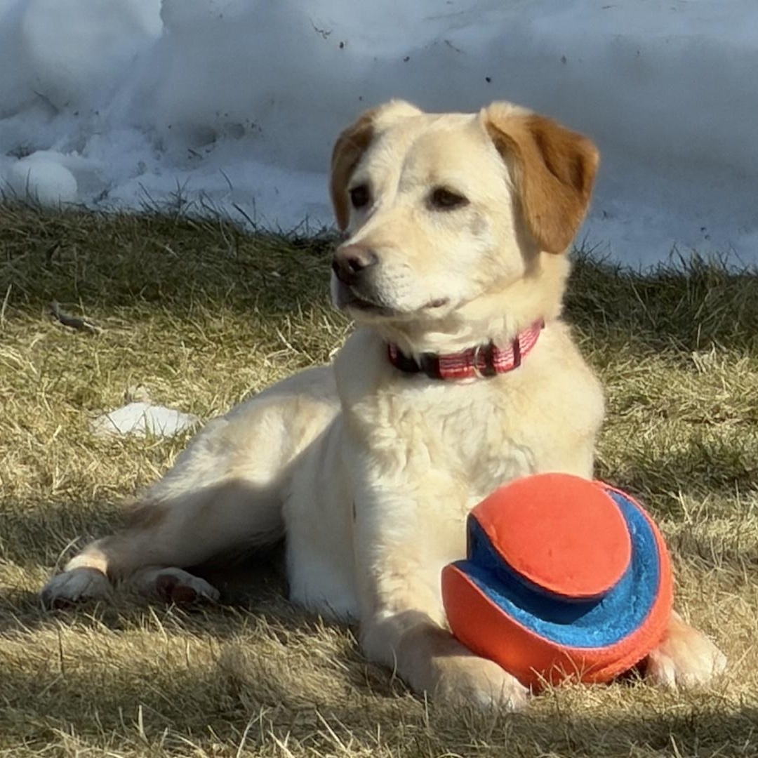 Enlarge Shera, an adopted mixed breed in Morristown, NJ image 4/6