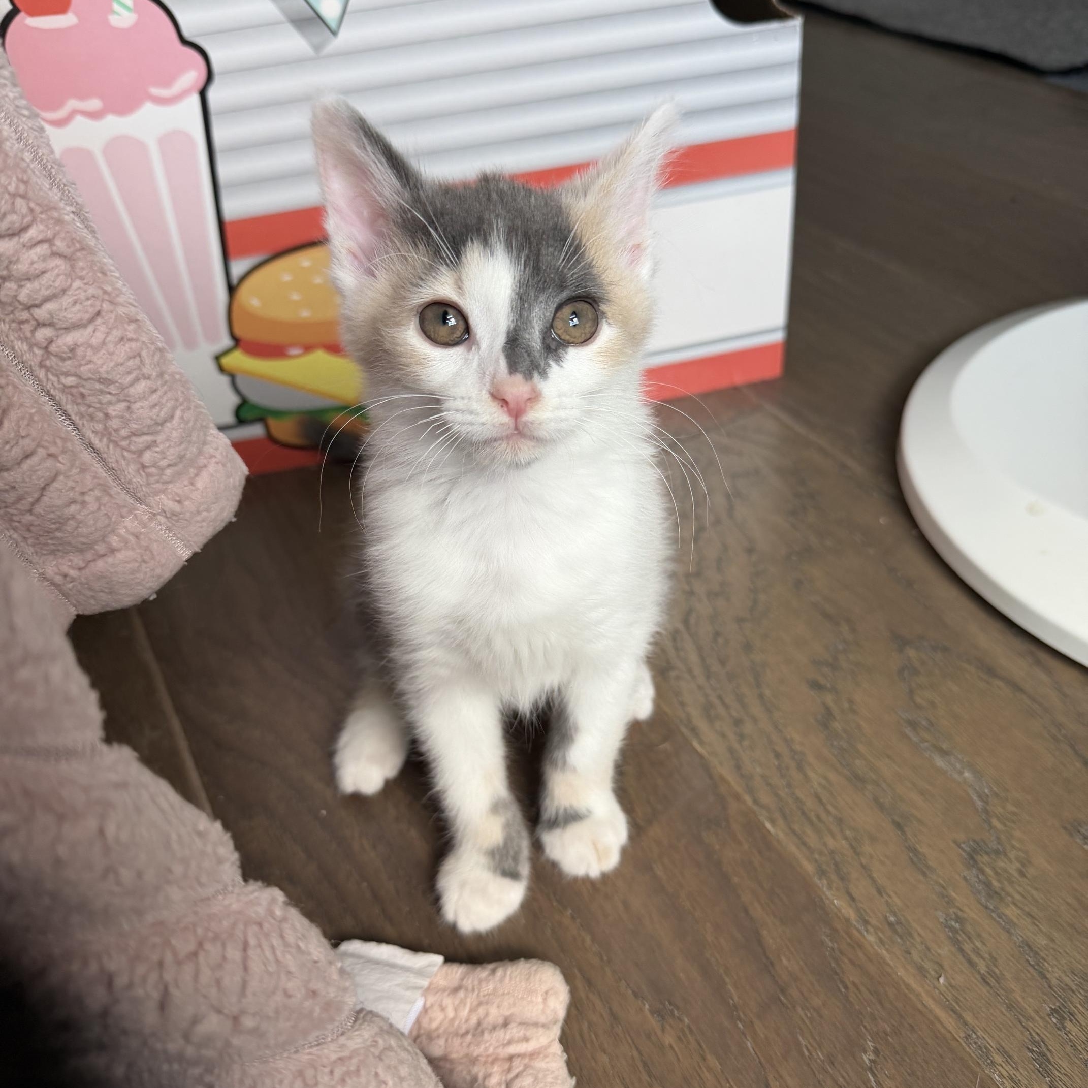 Princess Fluffernutter, an adopted Domestic Short Hair in Seymour, TN image 1/4