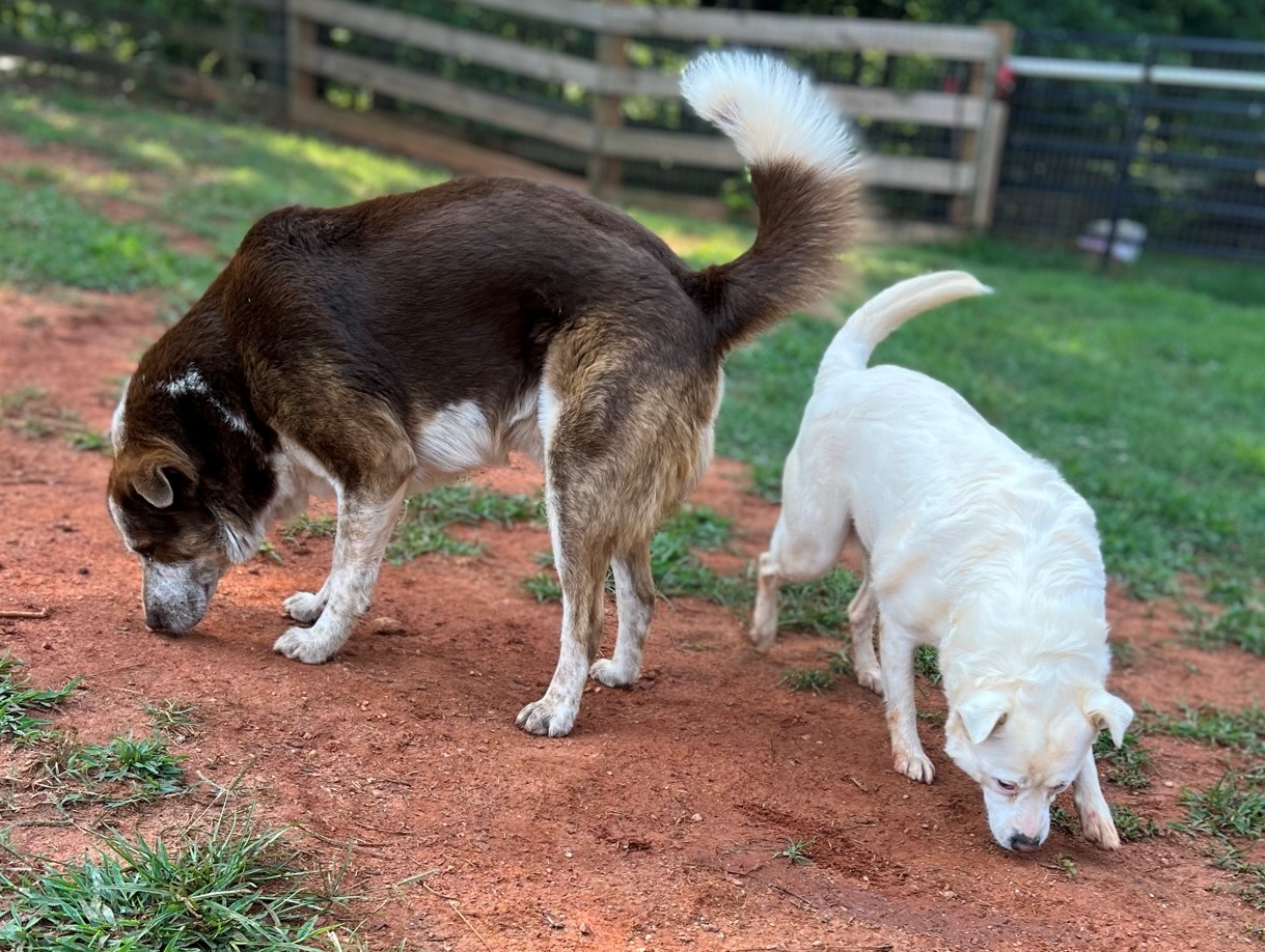 Diamond, a Adopted mixed breed in Atlanta, GA image 5/5