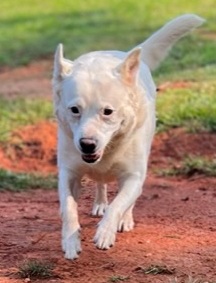 Diamond, a Adopted mixed breed in Atlanta, GA image 3/5