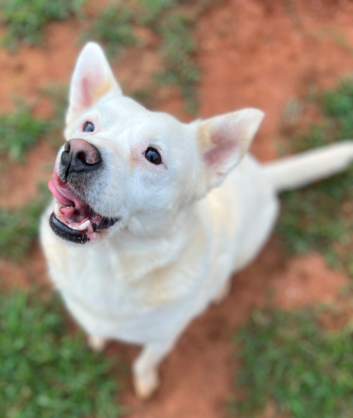 Diamond, a Adopted mixed breed in Atlanta, GA image 1/5