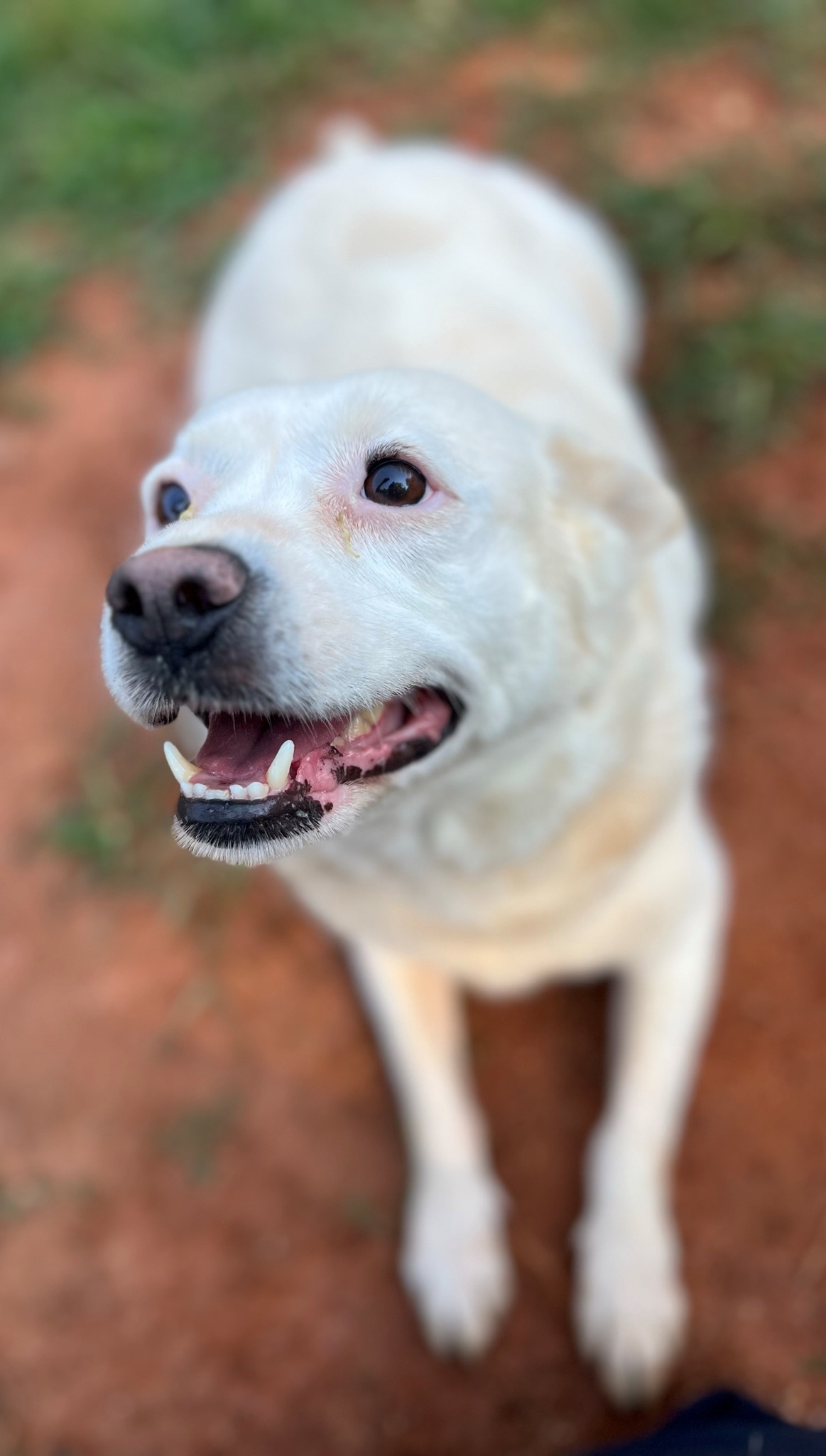 Diamond, a Adopted mixed breed in Atlanta, GA image 2/5
