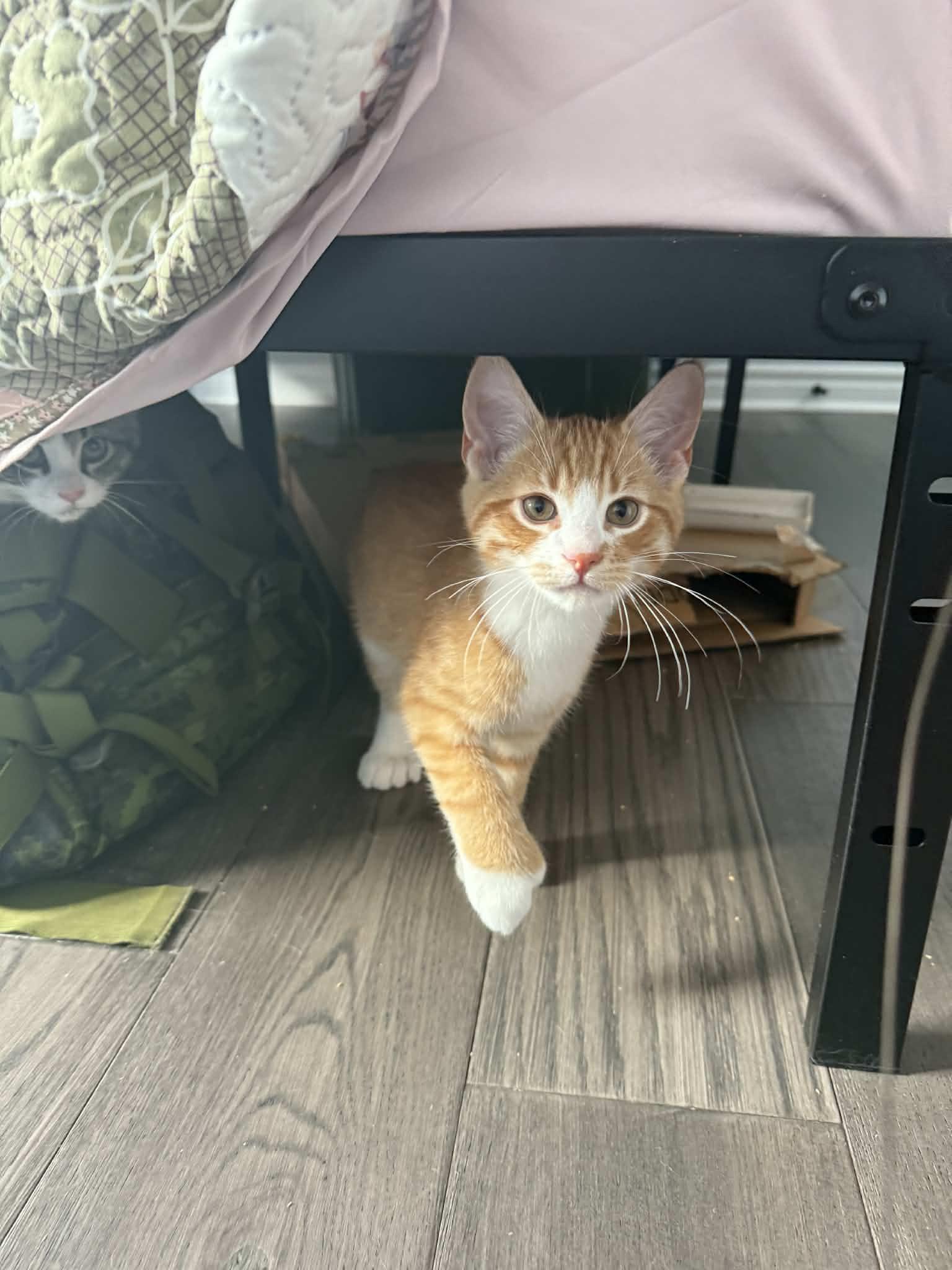 Freddie (m) polydactyl 5mths red tabby