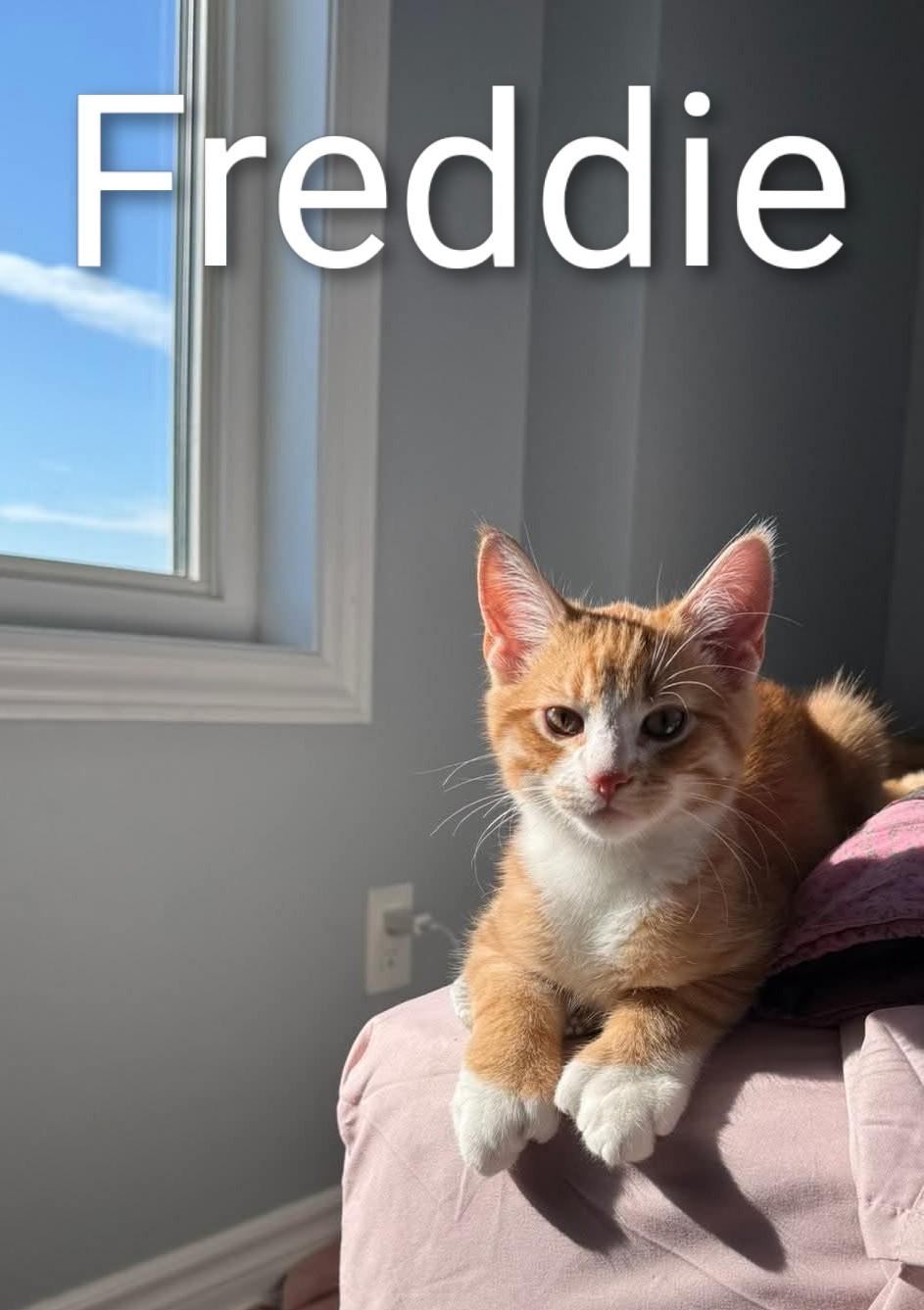 Freddie (m) polydactyl 5mths red tabby