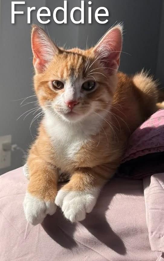 Freddie (m) polydactyl 5mths red tabby