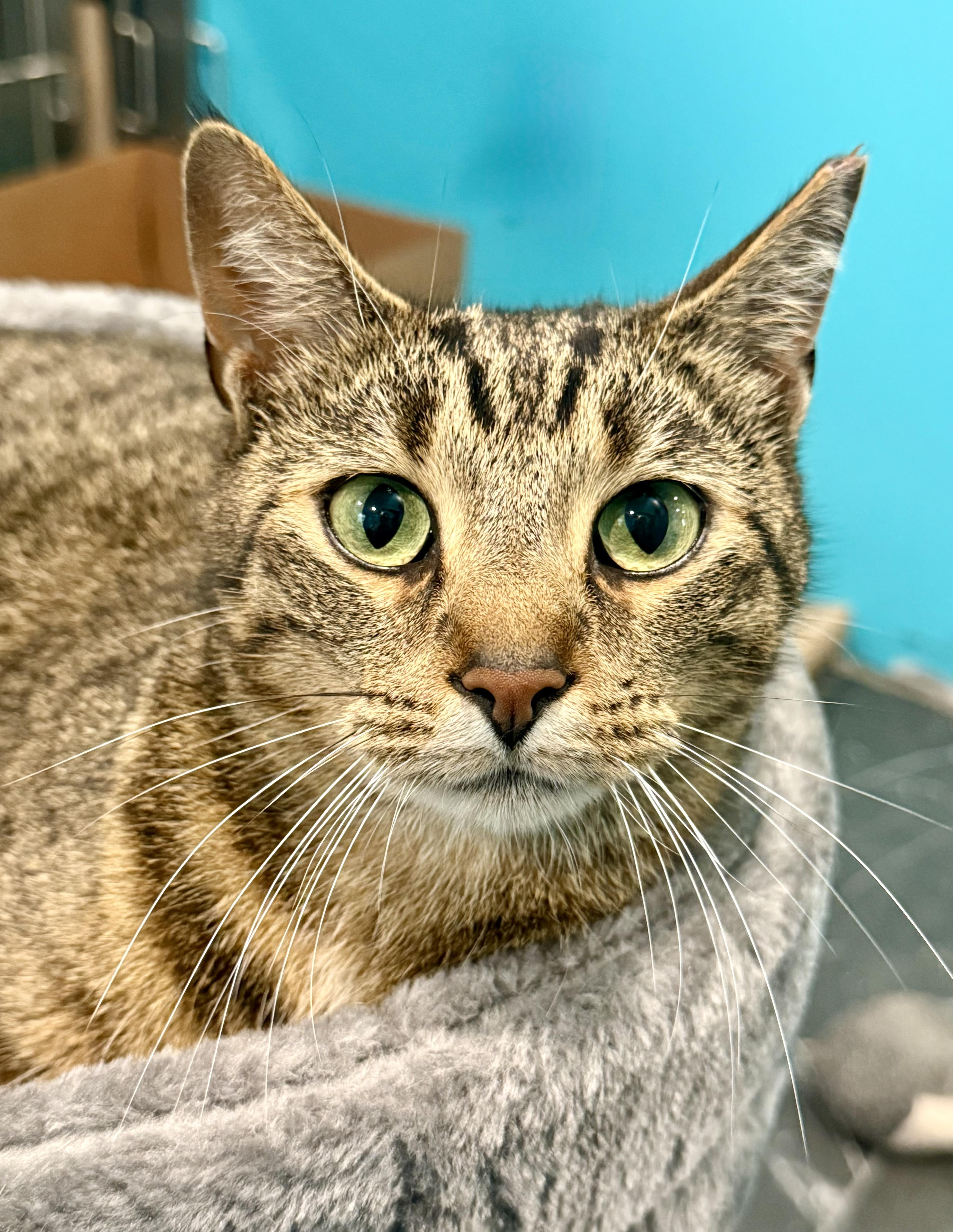 Coco, ADOPTABLE, Adult Male Domestic Short Hair.