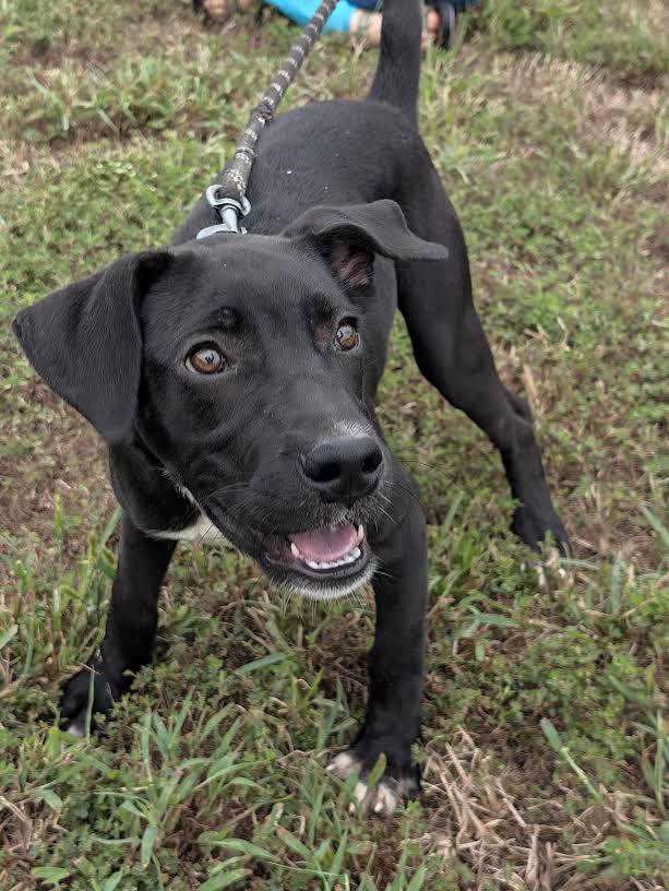 Enlarge Dixie, a Adoptable mixed breed in Marshall, AR image 3/6