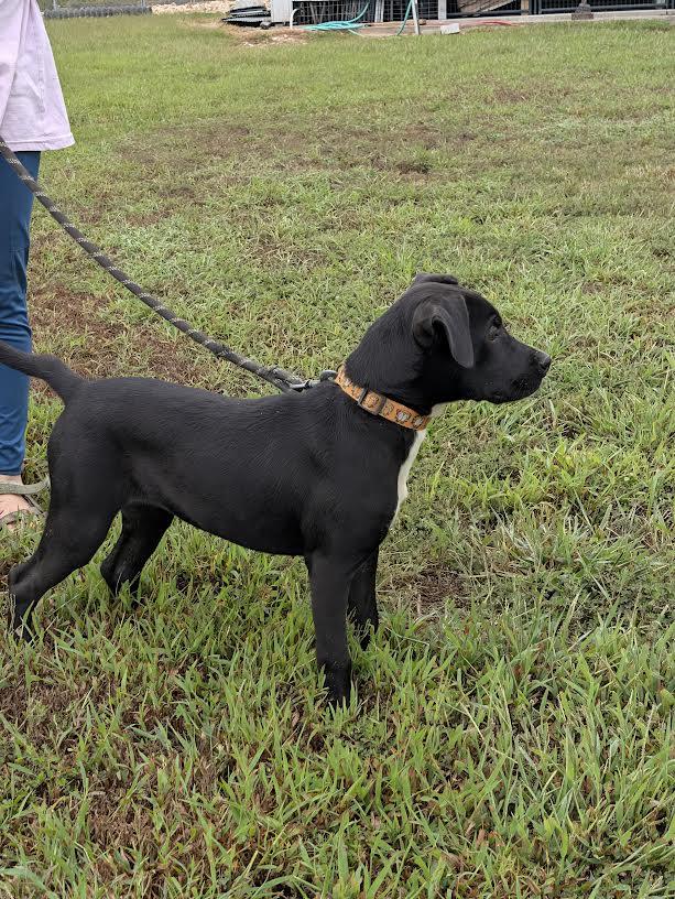 Enlarge Dixie, a Adoptable mixed breed in Marshall, AR image 6/6