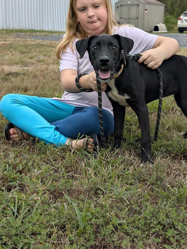 Enlarge Dixie, a Adoptable mixed breed in Marshall, AR image 4/6