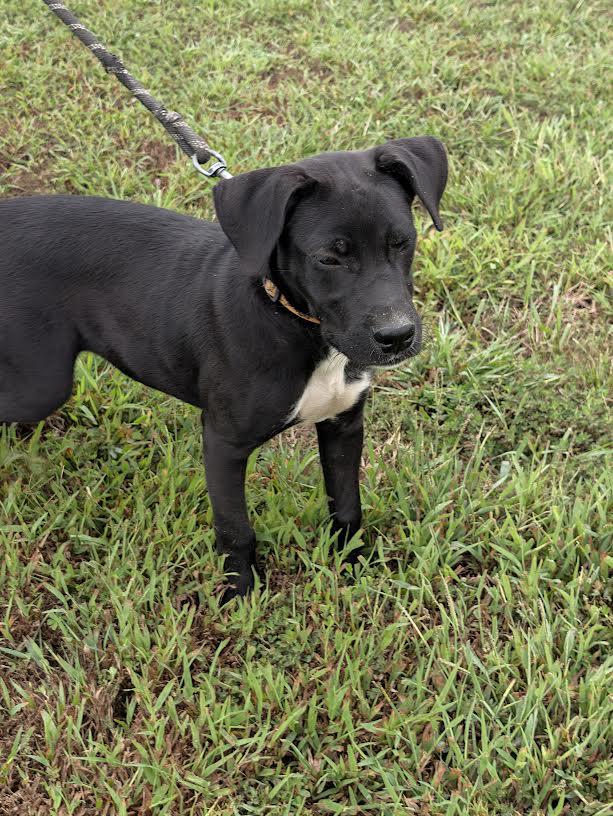 Enlarge Dixie, a Adoptable mixed breed in Marshall, AR image 5/6