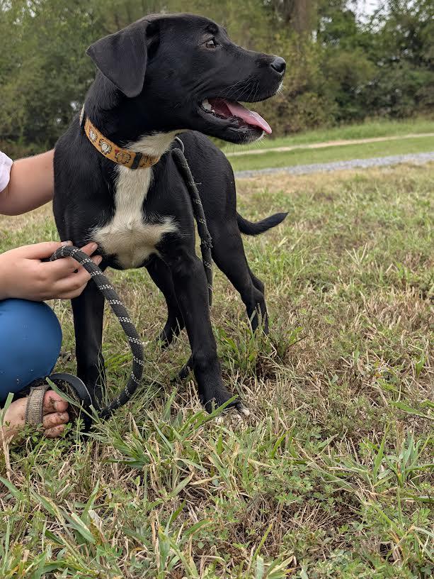 Dixie, Adoptable, Puppy Female Black Labrador Retriever.