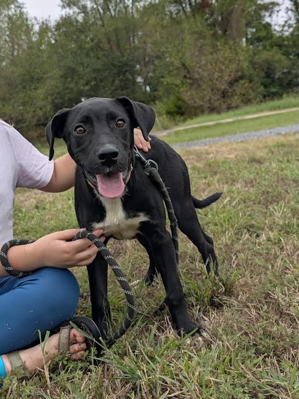 Enlarge Dixie, a Adoptable mixed breed in Marshall, AR image 2/6