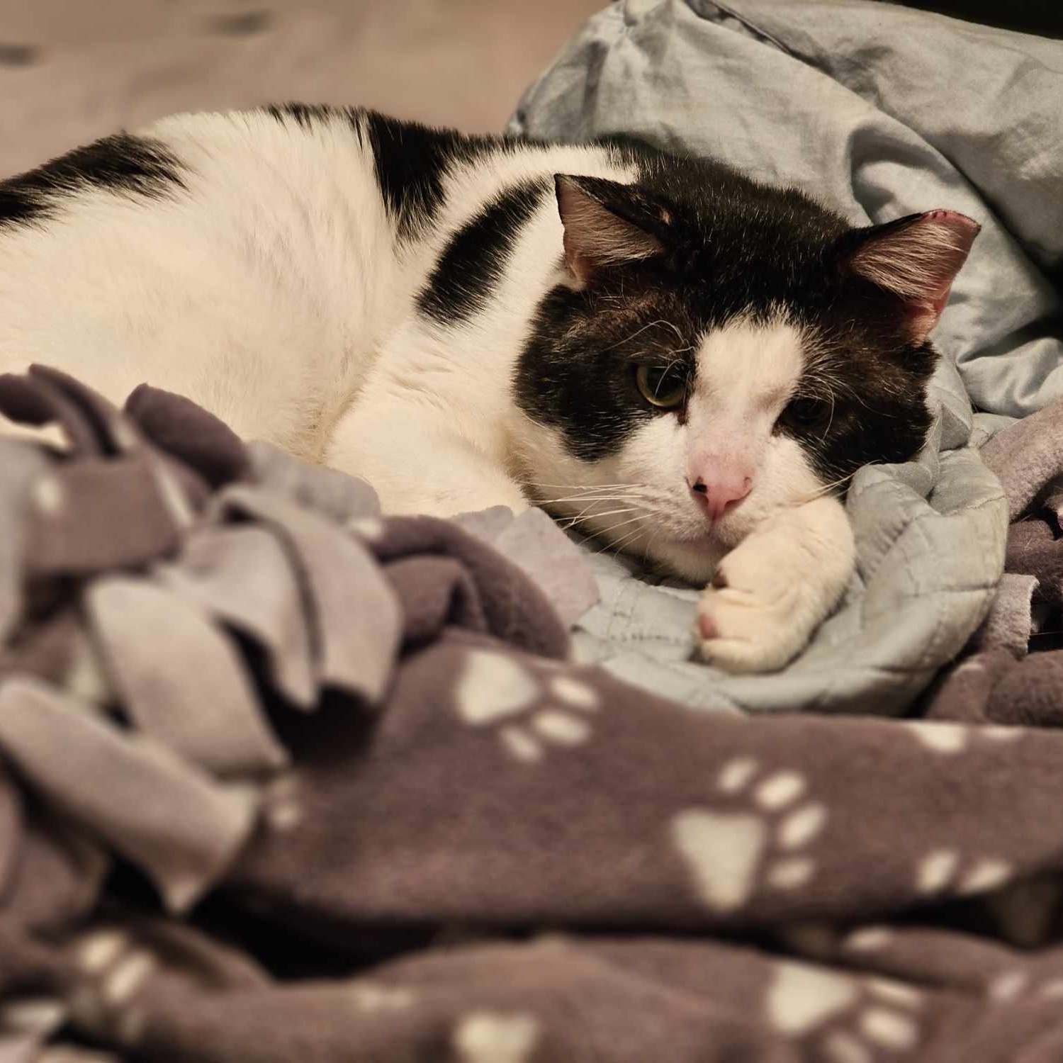 Enlarge Randall, a Adoptable mixed breed in Lindstrom , MN image 1/3