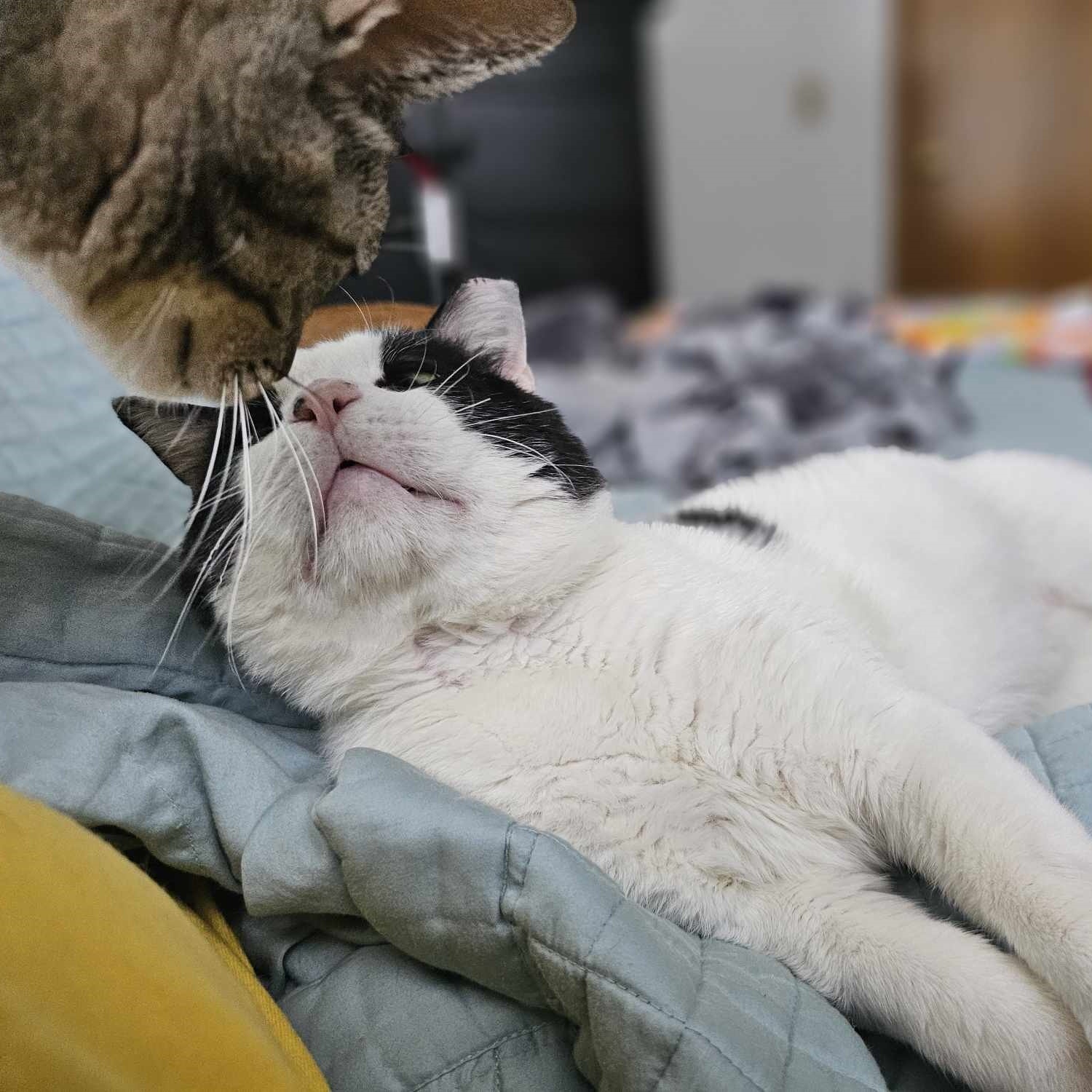 Enlarge Randall, a Adoptable mixed breed in Lindstrom , MN image 2/3