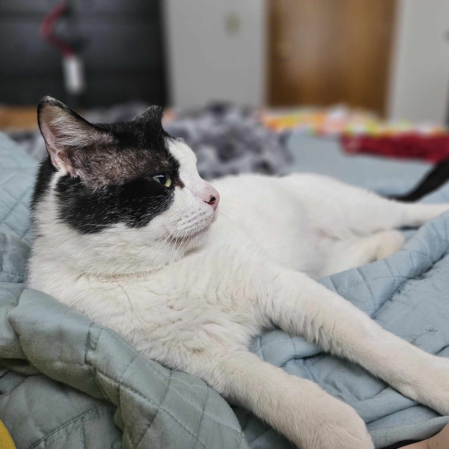 Enlarge Randall, a Adoptable mixed breed in Lindstrom , MN image 3/3