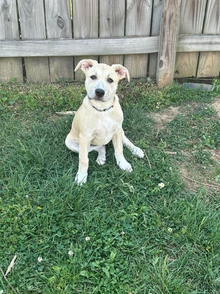 Enlarge Buttercup, a ADOPTABLE mixed breed in Spring hill, TN image 1/3